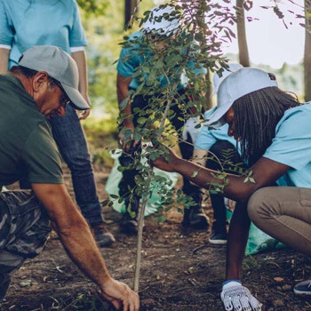 Planting trees 