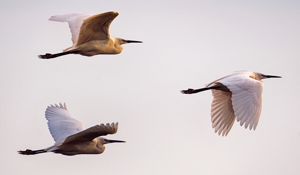 A group of birds flying with one leading